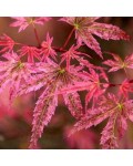 Acer palmatum Phoenix опис